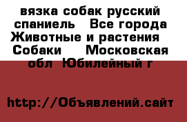 вязка собак русский спаниель - Все города Животные и растения » Собаки   . Московская обл.,Юбилейный г.